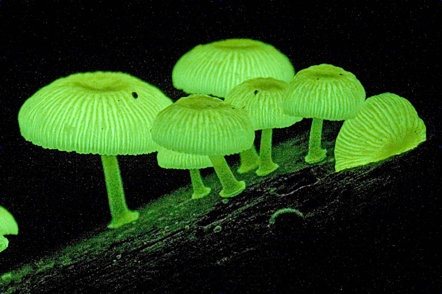 luminescent_fungi-56a09b863df78cafdaa33016